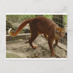 Katt (Pardofelis badia) Vykort