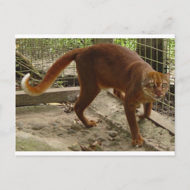 Katt (Pardofelis badia) Vykort (Framsida)