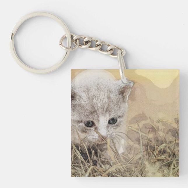 Katt, Pet, Cute (Framsidan)
