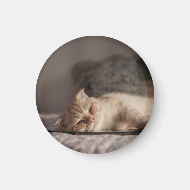Katt, Pet, Kitten Magnet (Framsidan)