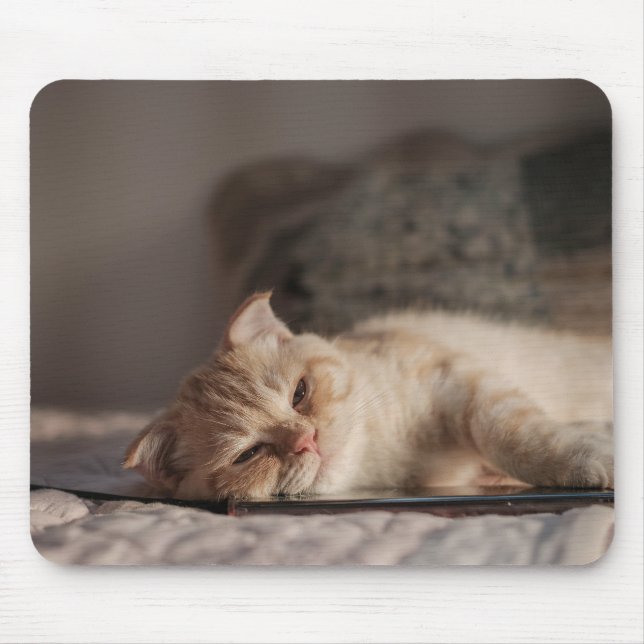 Katt, Pet, Kitten Musmatta (Framsidan)