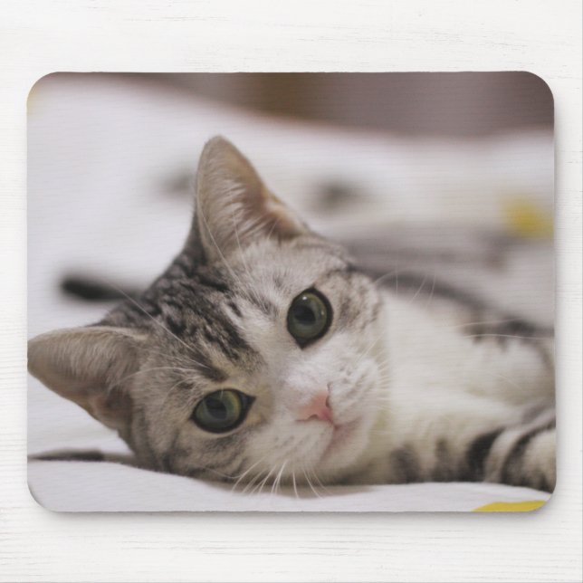 Katt, Pet, natur Musmatta (Framsidan)