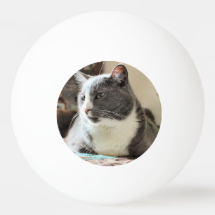 Katt Pingisboll