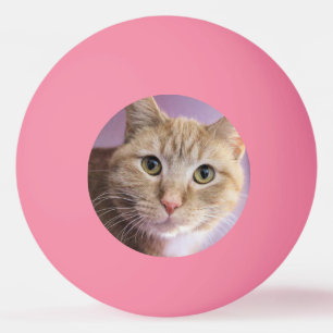 Katt Pingisboll