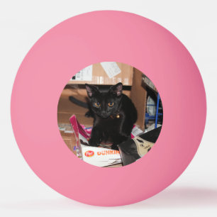 Katt Pingisboll