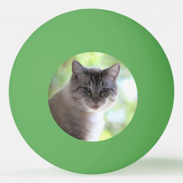 Katt Pingisboll (Framsidan)