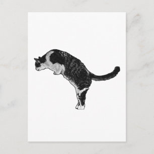 Katt Pose Glädje Vykort