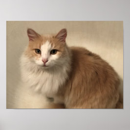 Katt Poster