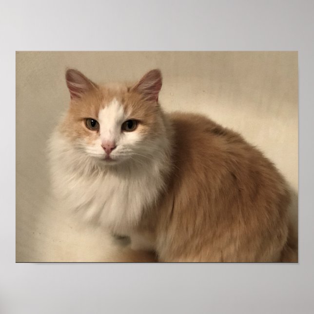Katt Poster (Framsidan)