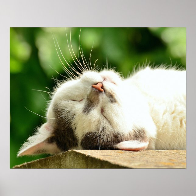 Katt Poster (Framsidan)