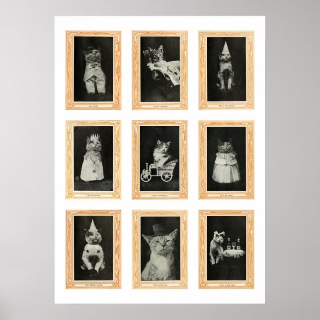 Katt Poster (Framsidan)