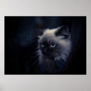 Katt Poster