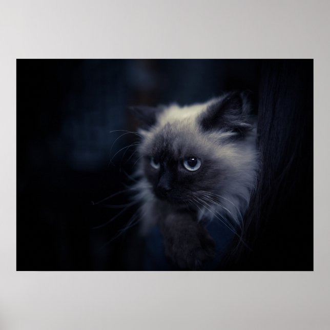 Katt Poster (Framsidan)