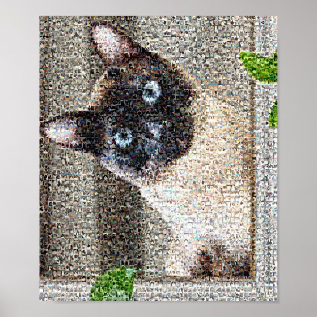 Katt Poster (Framsidan)