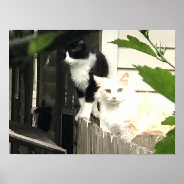 Katt Poster (Framsidan)