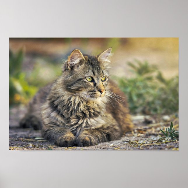 Katt Poster (Framsidan)