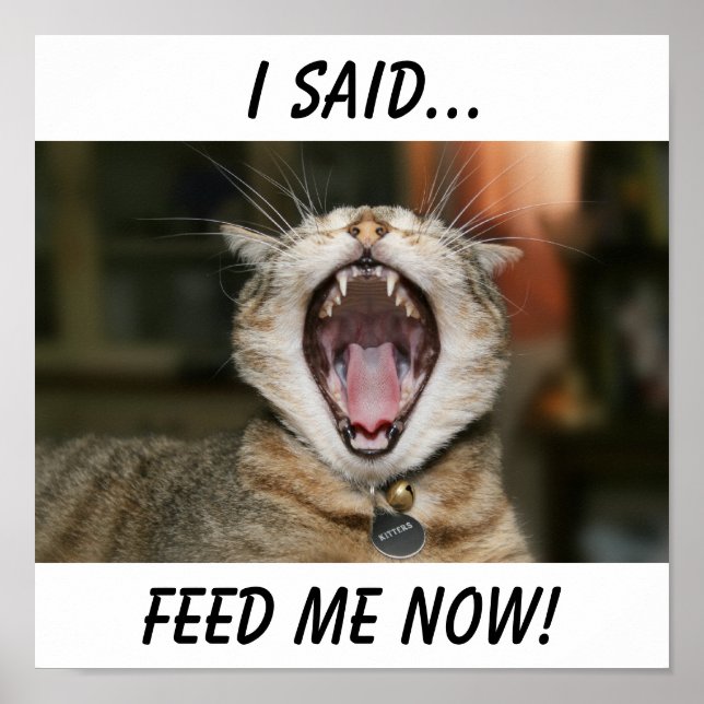 Katt Poster (Framsidan)