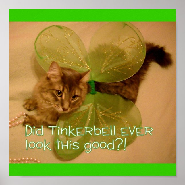 Katt poster (Framsidan)