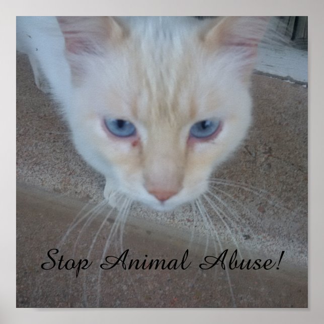 Katt Poster (Framsidan)