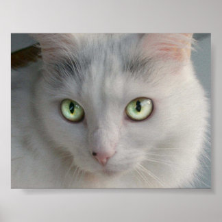 Katt Poster