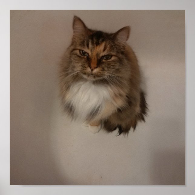 Katt Poster (Framsidan)