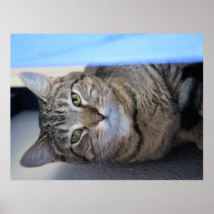 Katt Poster
