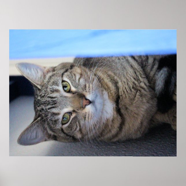 Katt Poster (Framsidan)