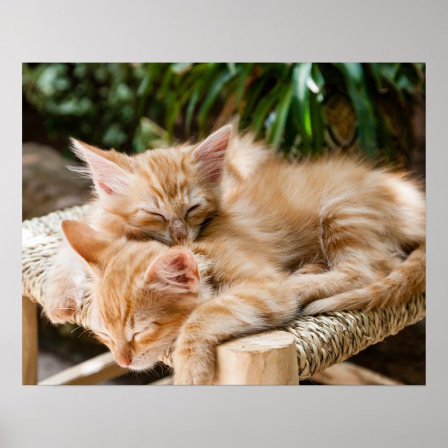 Katt Poster (Framsidan)