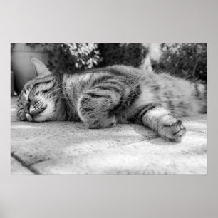 katt poster