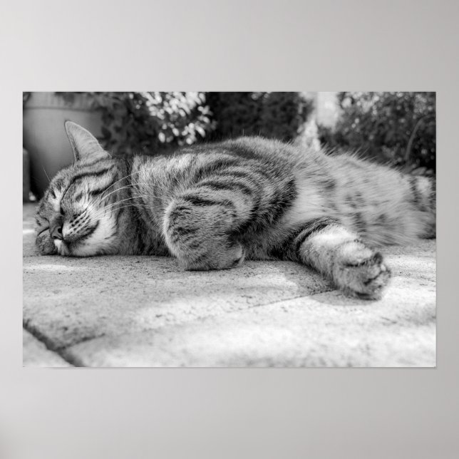 katt poster (Framsidan)