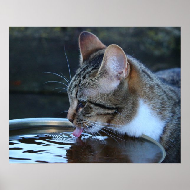 Katt Poster (Framsidan)