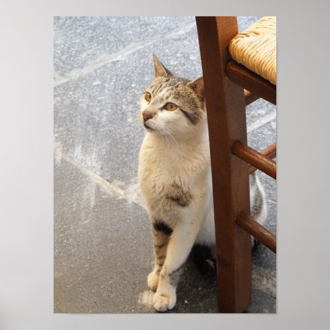 Katt poster (Framsidan)