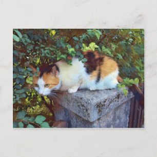 Katt postkort vykort