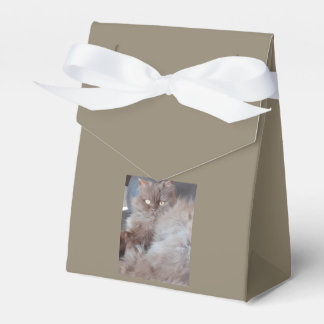 Katt Presentaskar