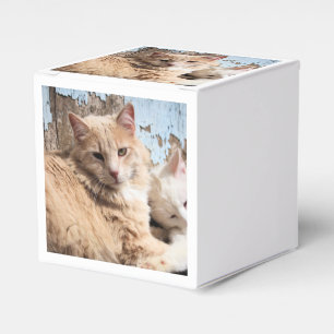 Katt Presentaskar