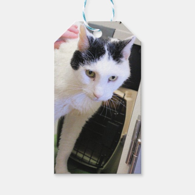 Katt Presentetikett (Framsidan)