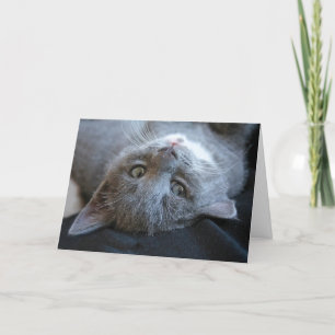 Katt Purrdagskort Kort