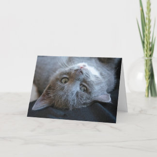Katt Purrdagskort Kort