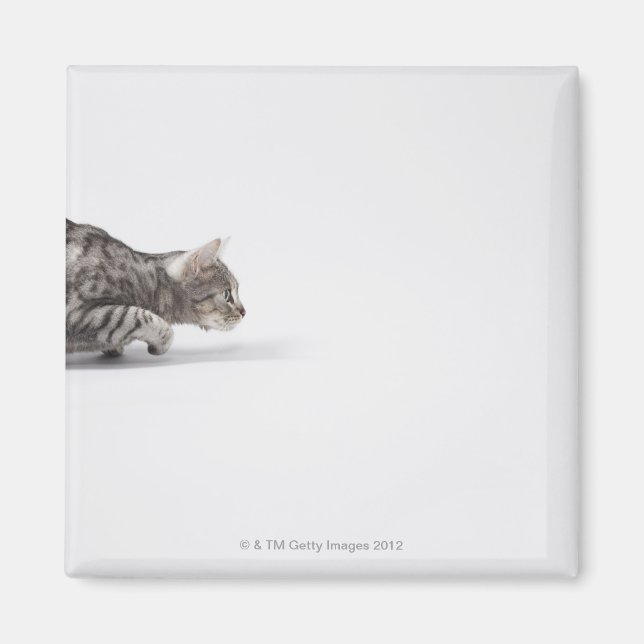 Katt-redo till pound magnet (Framsidan)