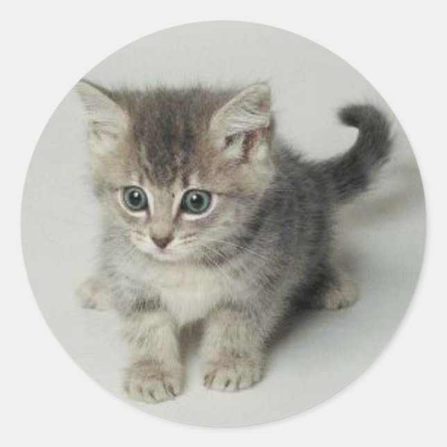 KATT RUNT KLISTERMÄRKE (Framsida)