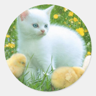 katt runt klistermärke