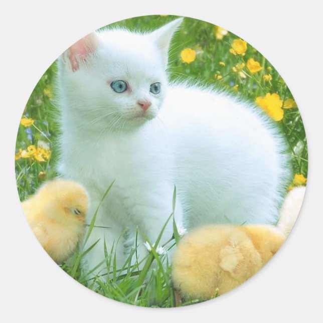 katt runt klistermärke (Framsida)