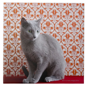Katt (rysk blått) och tapetbakgrund kakelplatta