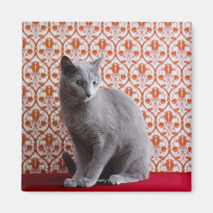 Katt (rysk blått) och tapetbakgrund magnet