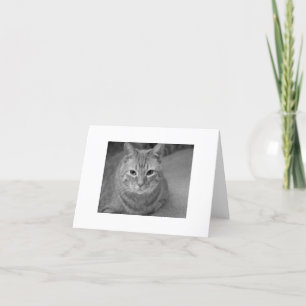 Katt säger.. kort