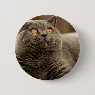 Katt: Shorthair Cat Knapp