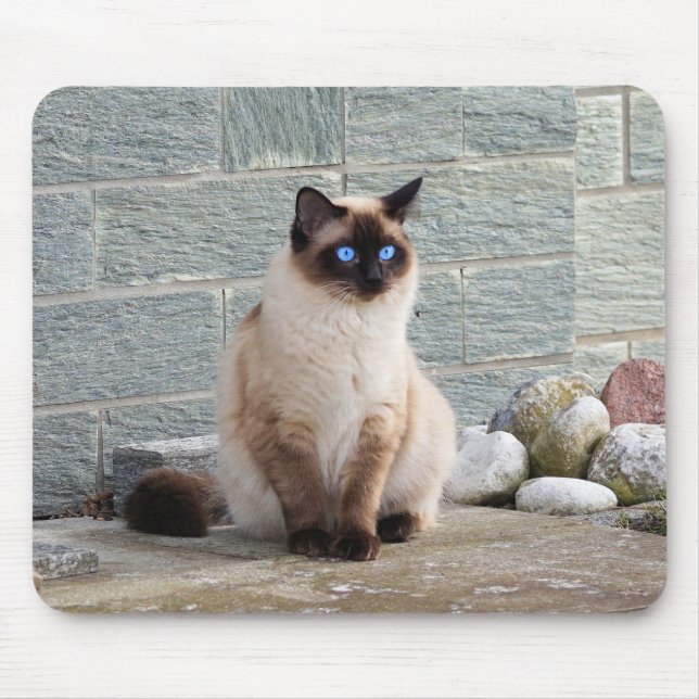 Katt, siameser, djur musmatta (Framsidan)