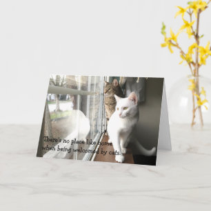 Katt Sitta efter fönstret Kort