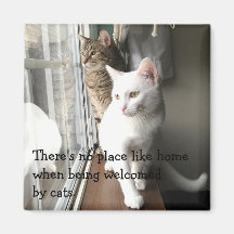 Katt Sitta efter fönstret