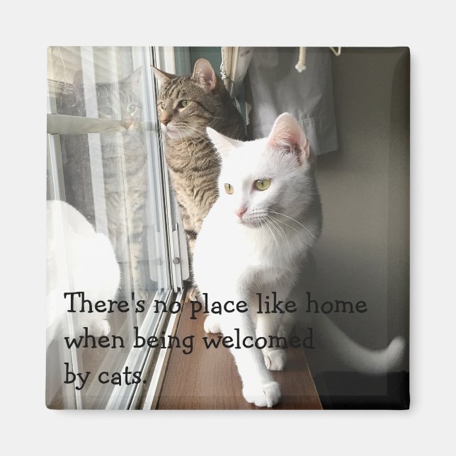 Katt Sitta efter fönstret Magnet (Framsidan)